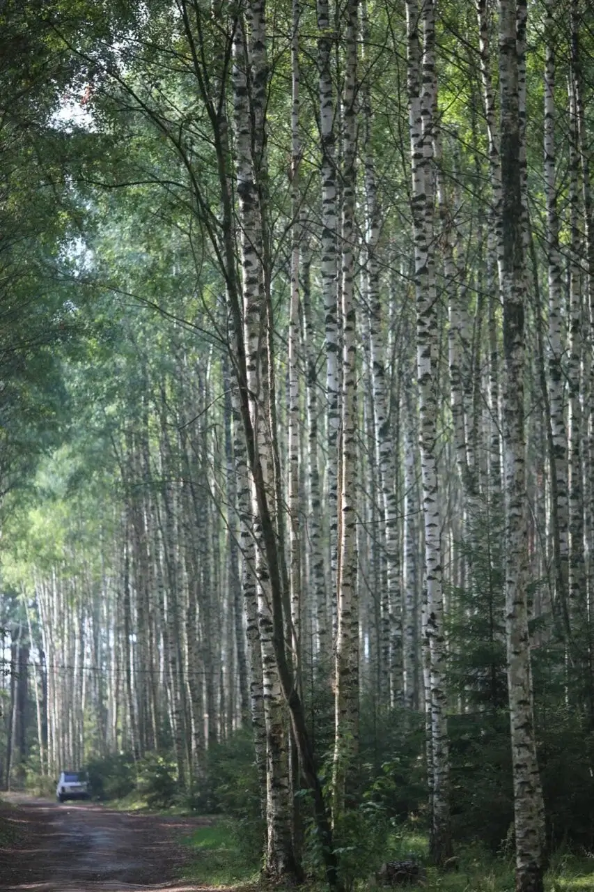 Погулять в лесу