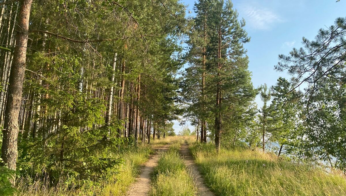 Погулять в лесу